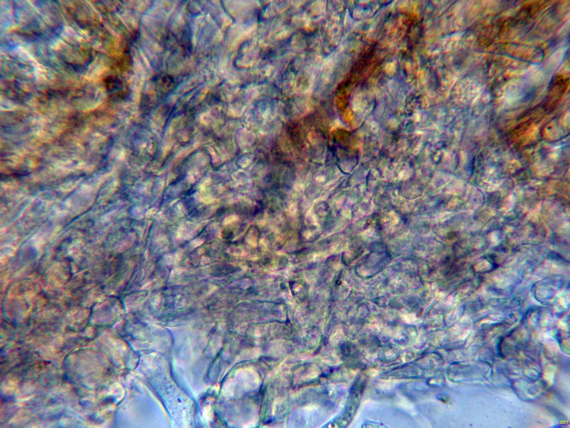 17 - Excípulo medular agua-001
